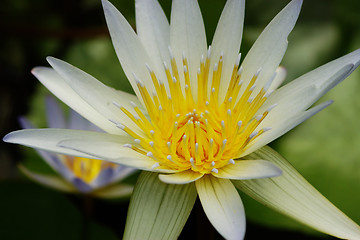 Image showing White waterlily