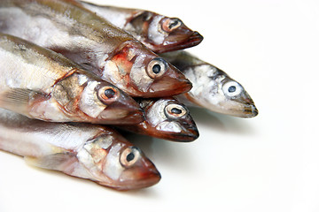 Image showing Capelin fish isolated on the white background