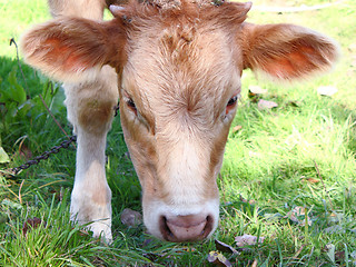 Image showing The young it is brown a white calf 