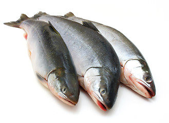 Image showing Fresh fish