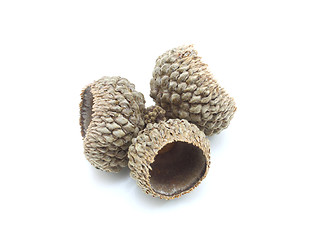 Image showing Autumn acorns