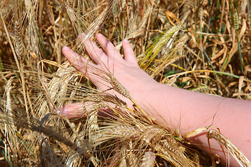 Image showing hand holding ears of wheat 