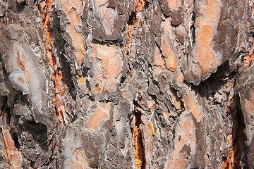 Image showing Close-up of a spruce bark