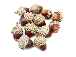 Image showing acorns on the white background