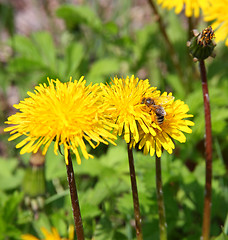 Image showing macro bee on yellow dandelion flower