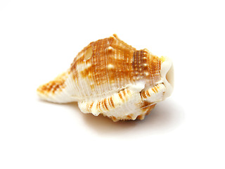 Image showing Sea shell with reflection on white background