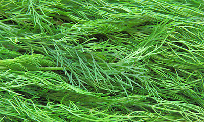 Image showing Fresh green dill