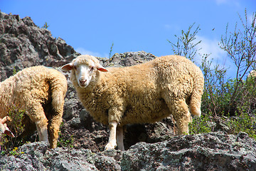 Image showing A sheep is eating grass on a beautiful mountain