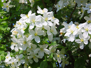 Image showing apple blossom close-up. White flowers