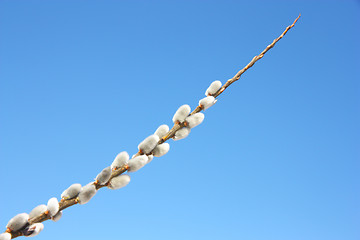 Image showing willow branch against the blue sky