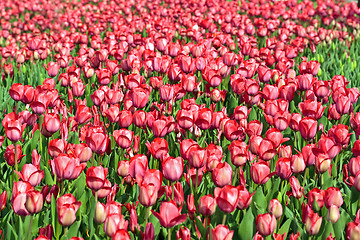 Image showing Field with red tulips