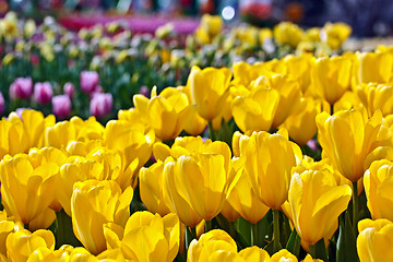 Image showing Yellow tulips with shallow depth of focus