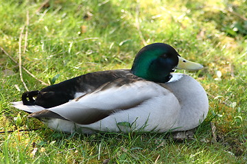 Image showing mallard drake 