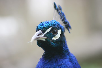 Image showing  male peacock 