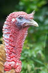 Image showing male turkey