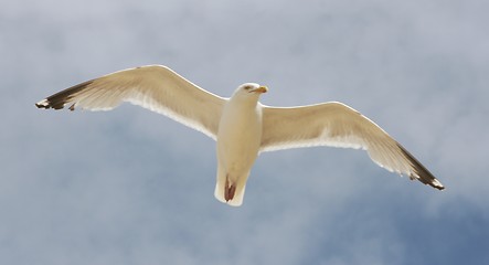 Image showing flying gull