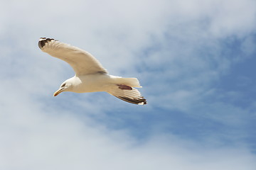 Image showing flying gull