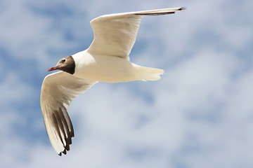 Image showing black-headed gull 