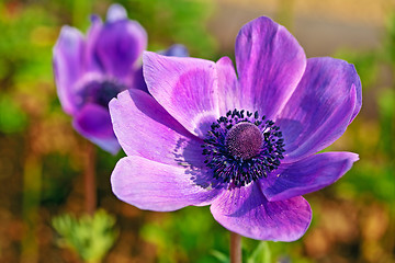 Image showing Single anemone flower