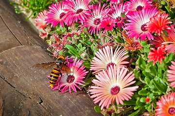 Image showing Hornet on a gerbera flower