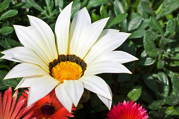 Image showing Beautiful white daisy