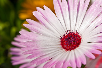 Image showing Close-up of beautyful  pink daisy