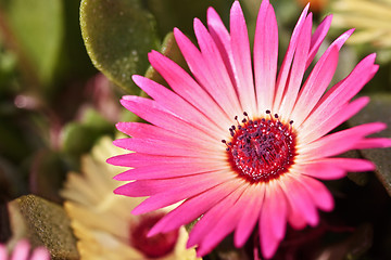 Image showing Close-up of a single beautiful daisy flower