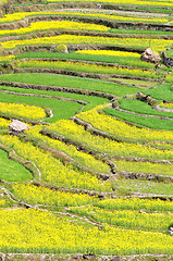 Image showing Rapeseed fields