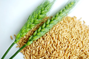 Image showing Green wheat ears