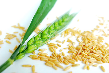 Image showing Green wheat ears