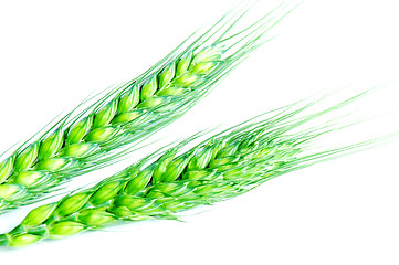 Image showing Green wheat ears