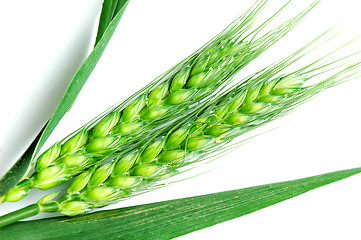 Image showing Green wheat ears