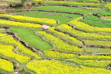 Image showing Rapeseed fields