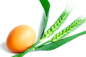 Image showing Egg and wheat