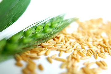 Image showing Green wheat ears