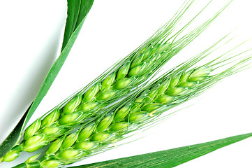 Image showing Green wheat ears