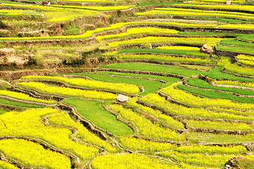 Image showing Rapeseed fields