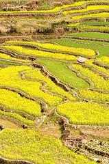 Image showing Rapeseed fields