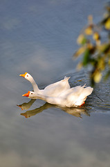 Image showing Goose