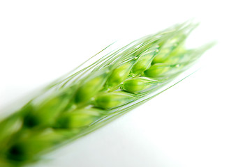 Image showing Green wheat ears