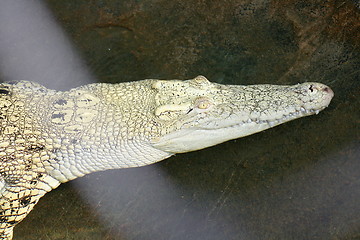 Image showing crocodile