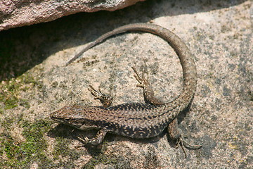 Image showing brown fence lizard 