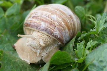 Image showing crawling snail