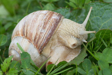 Image showing crawling snail 