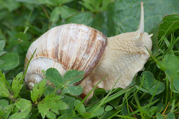 Image showing snail (Helix pomatia)  