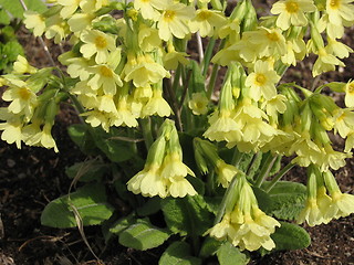 Image showing Spring flower