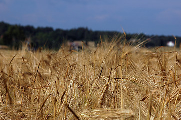 Image showing Grain