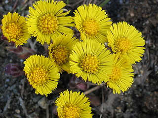 Image showing Spring flower