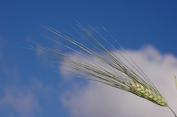 Image showing Grain