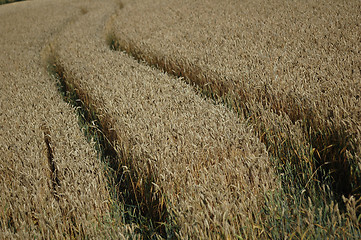 Image showing Grain